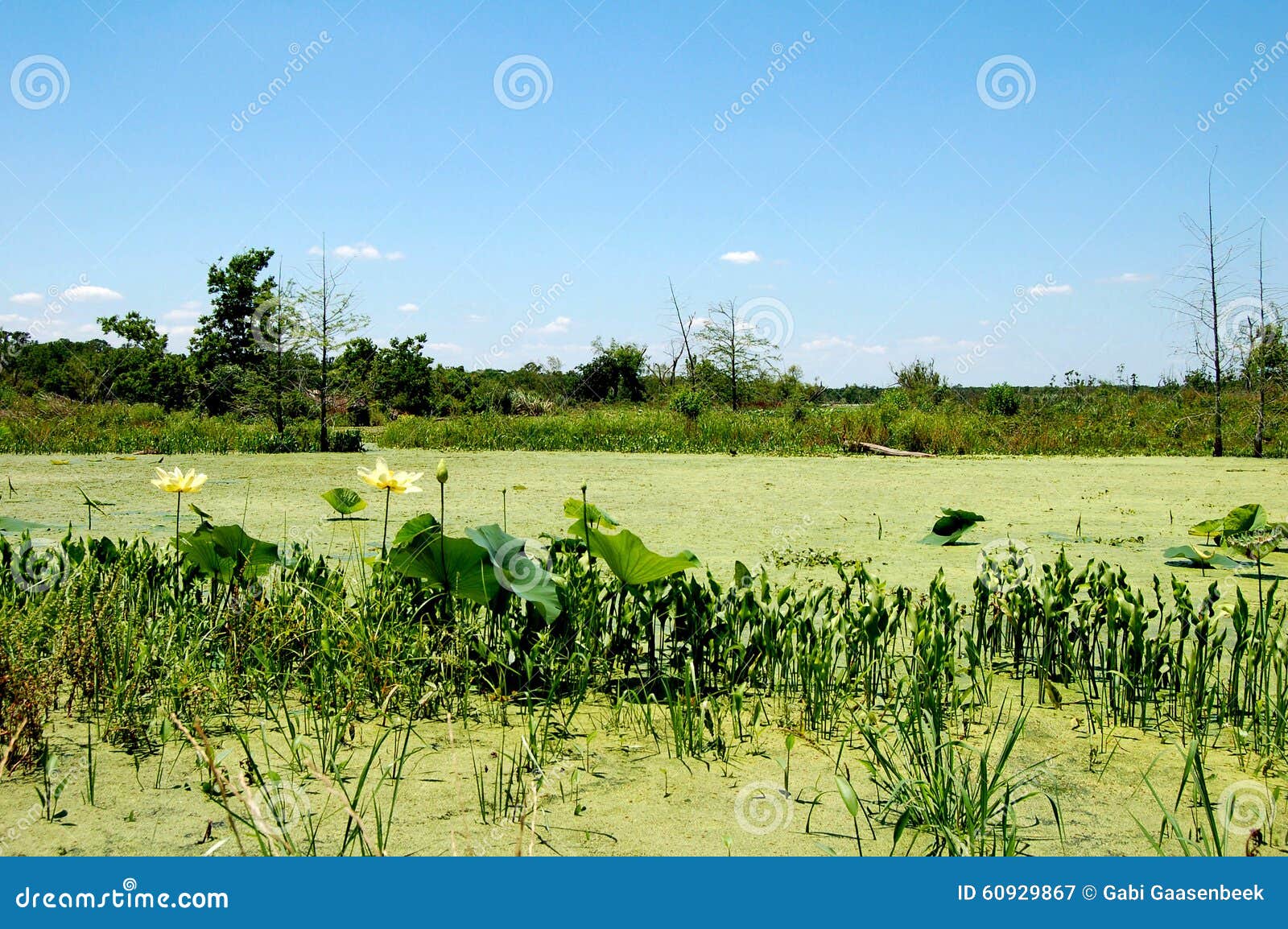 Wetlands Landscape Texas USA Stock Image Image of green, picure 60929867