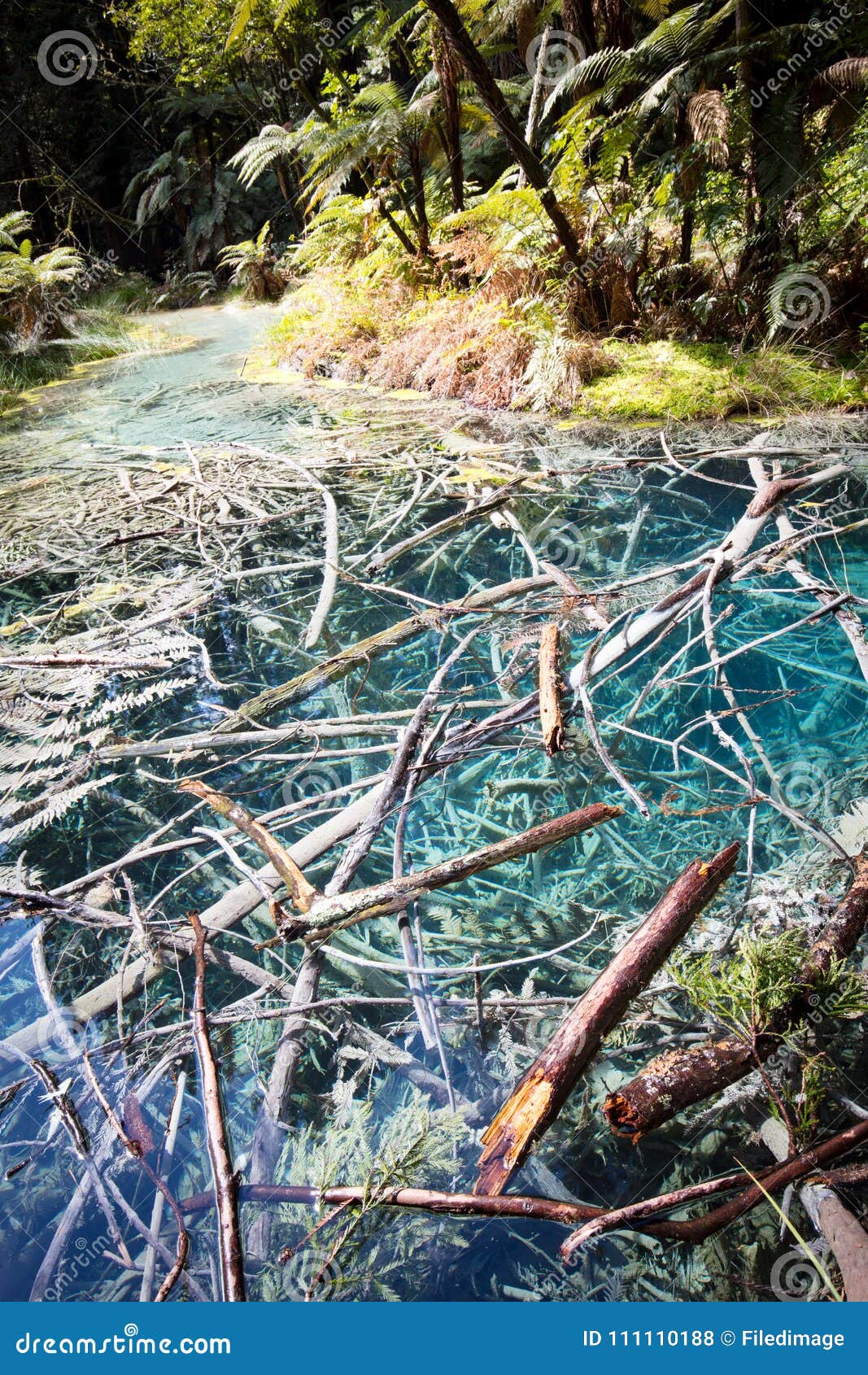 Whakarewarewa Forest Acidic Pools Photo stock Image du hausse, stationnement 111110188