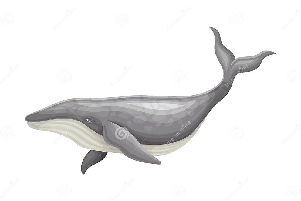 Whale As Aquatic Placental Marine Mammal with Flippers and Large Tail