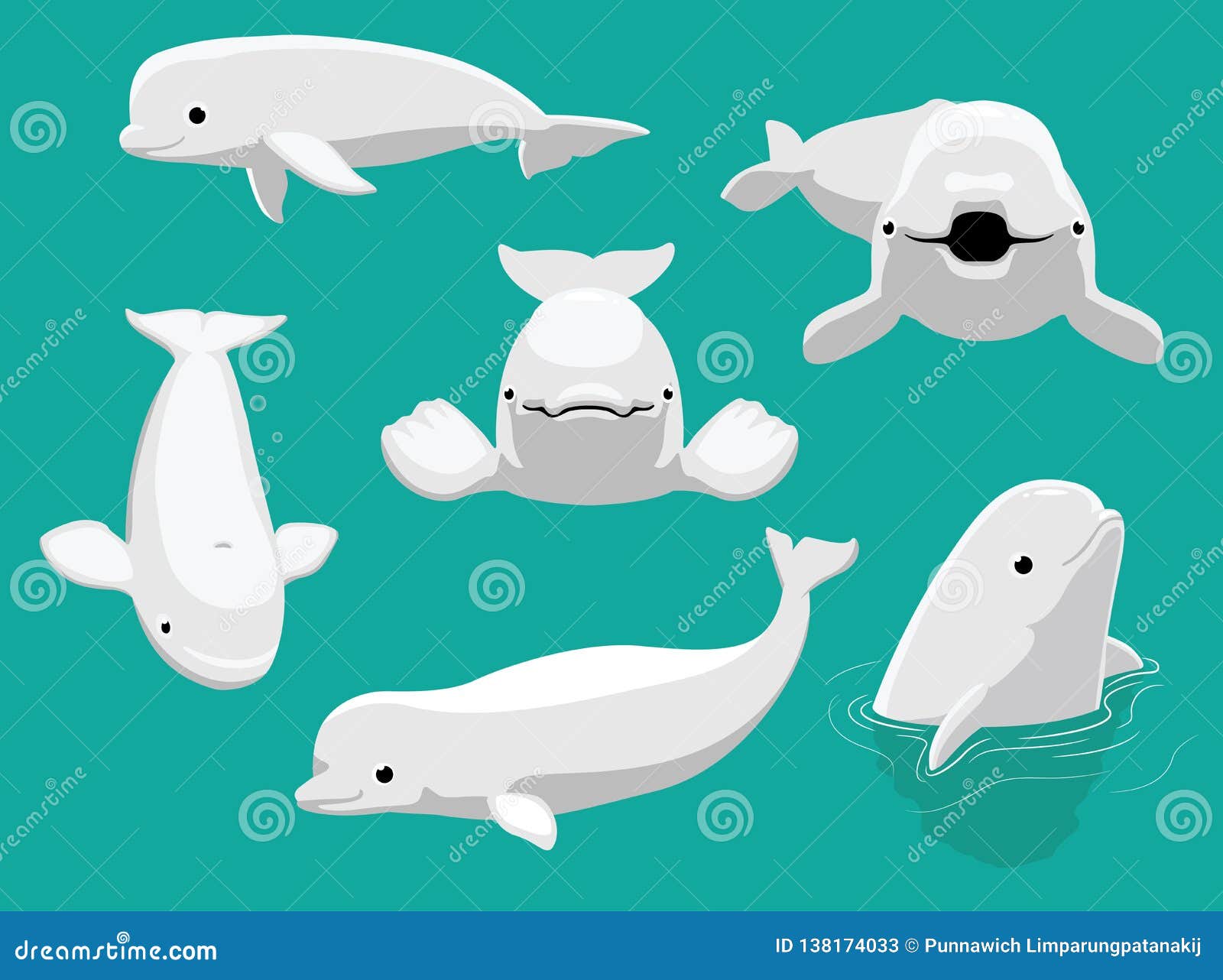 beluga whale wallpaper