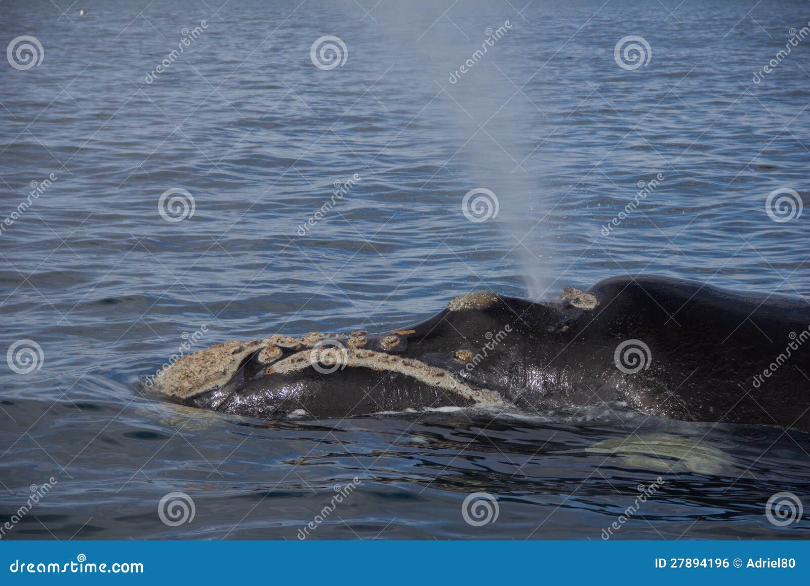 whale breathing