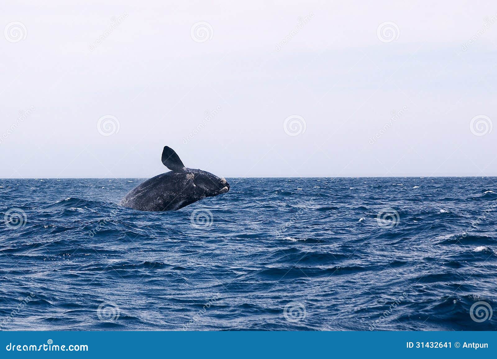 whale cetacean eubalaena australis