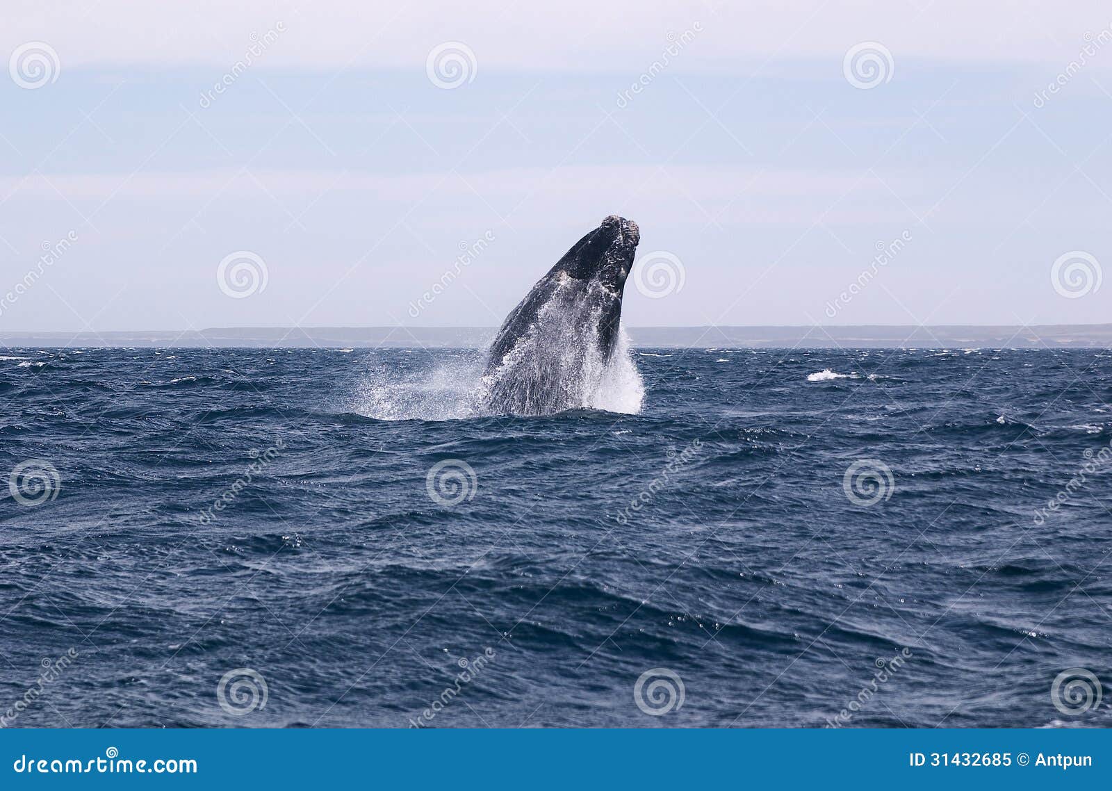 whale cetacean eubalaena australis