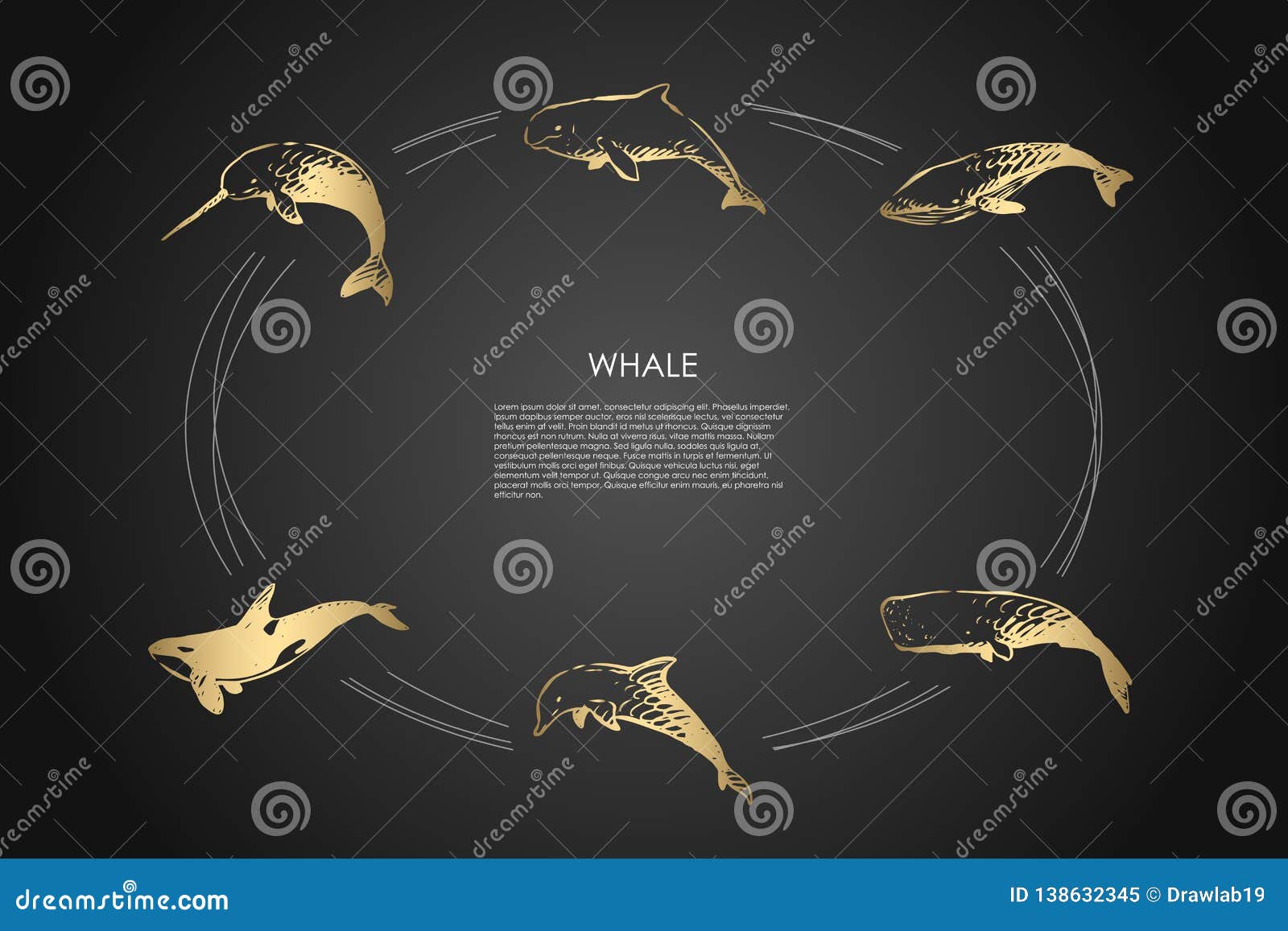 whale - different types - dolphin, sperm and killer whale  concept set