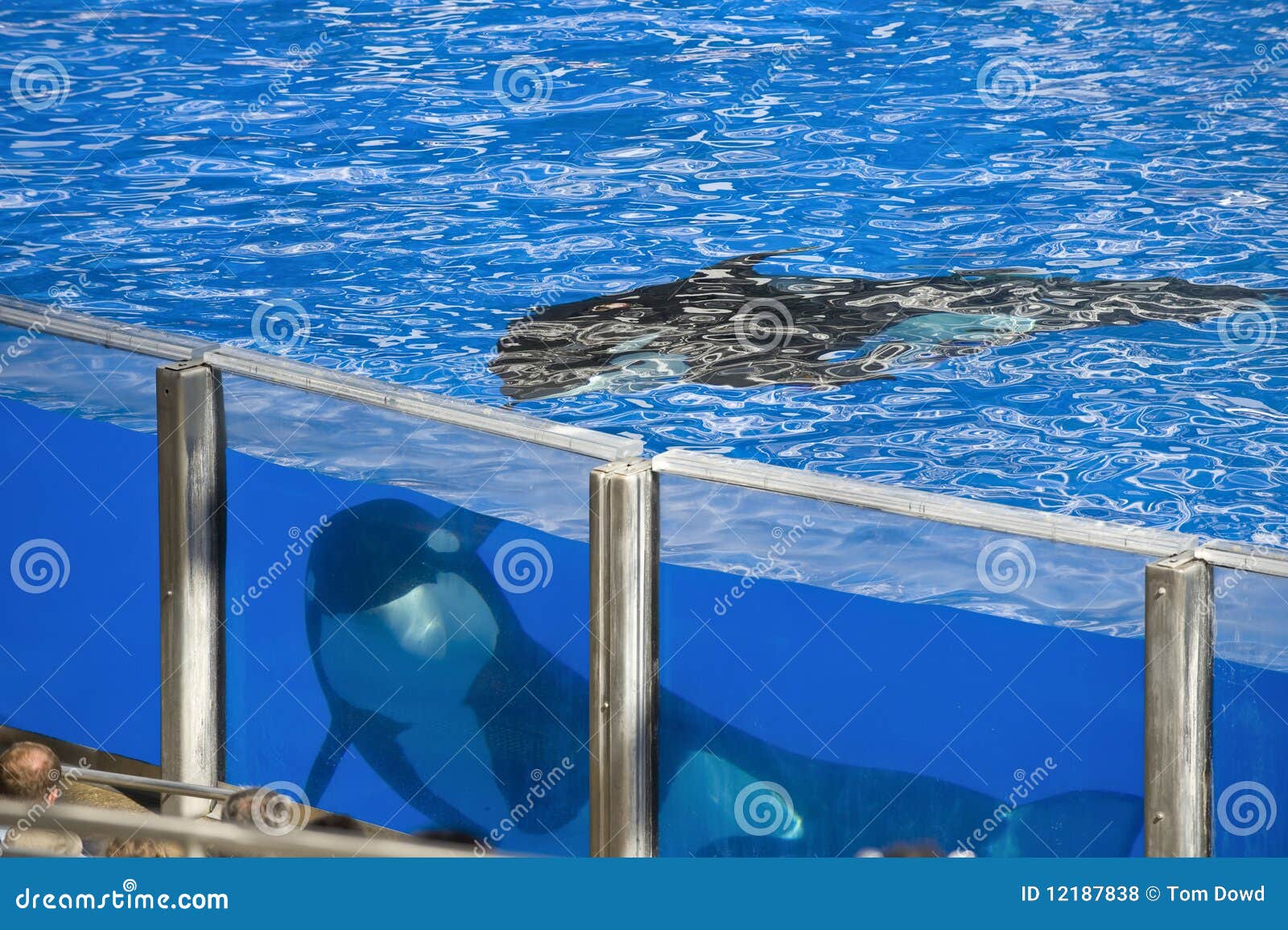 Whale in large tank stock photo. Image of undersea, whale - 12187838