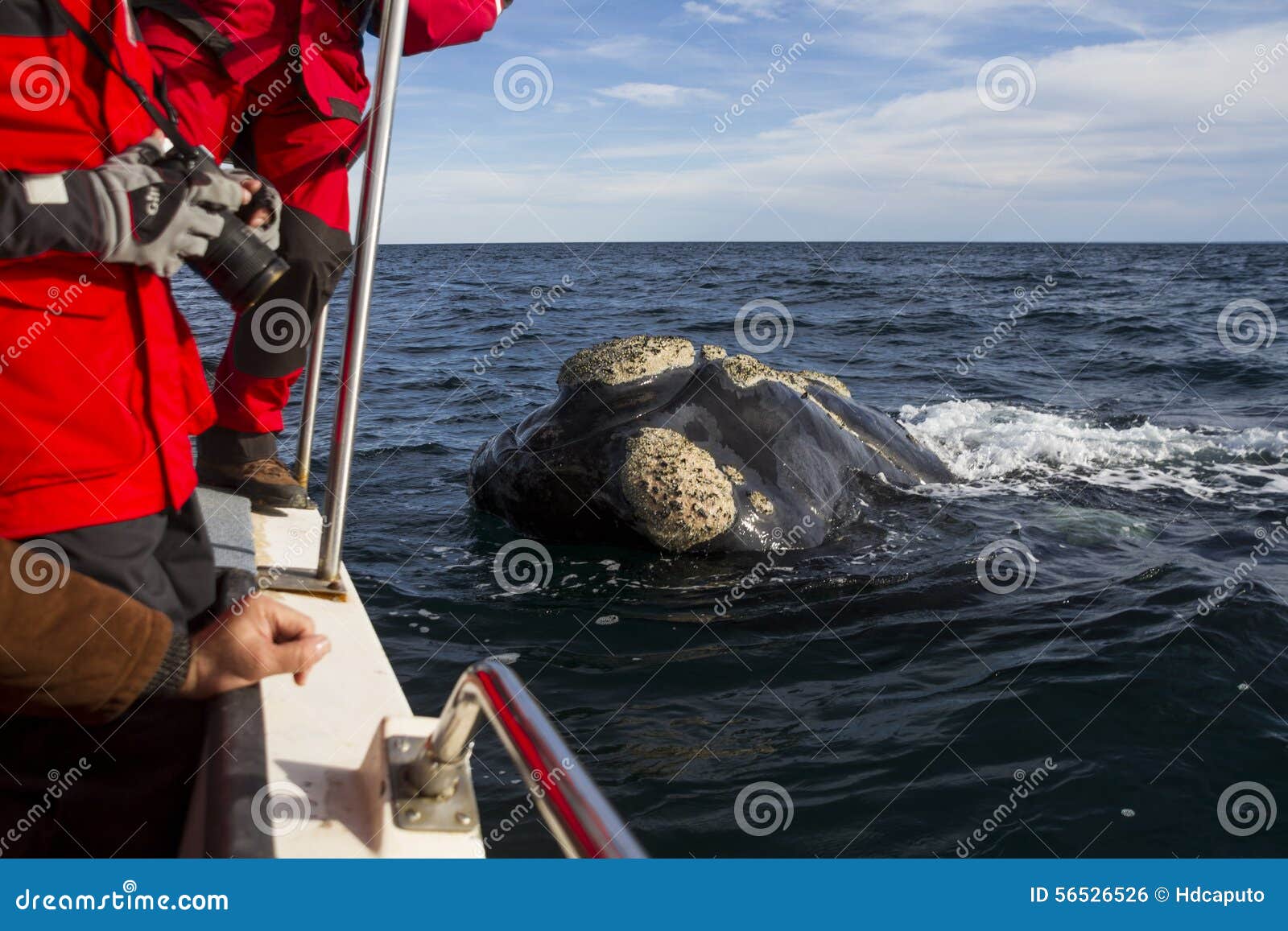 Whale near the boat stock photo. Image of megaptera, latin 56526526
