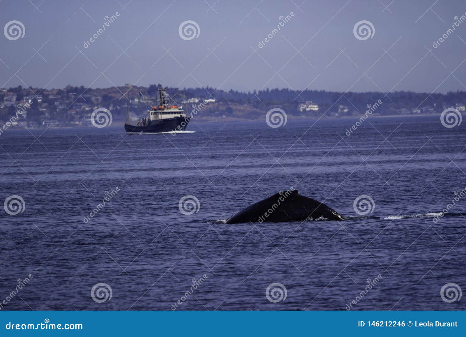 whale in ocean in the waters off victoria bc