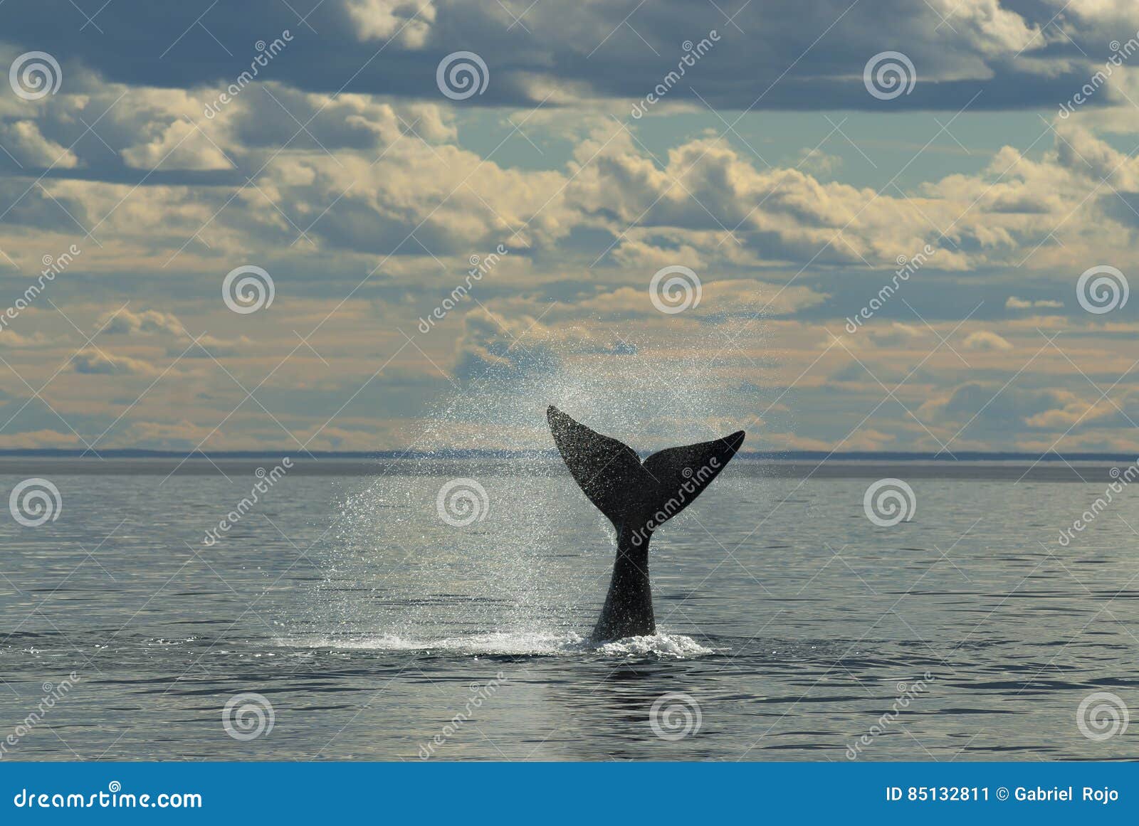 whale,patagonia argentina