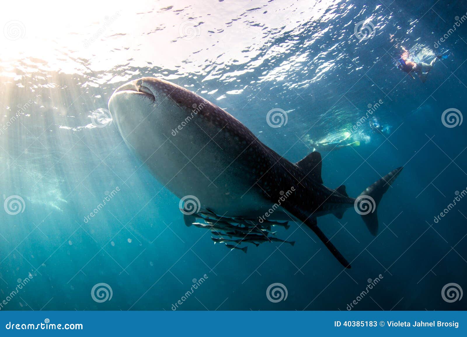 whale shark blue water