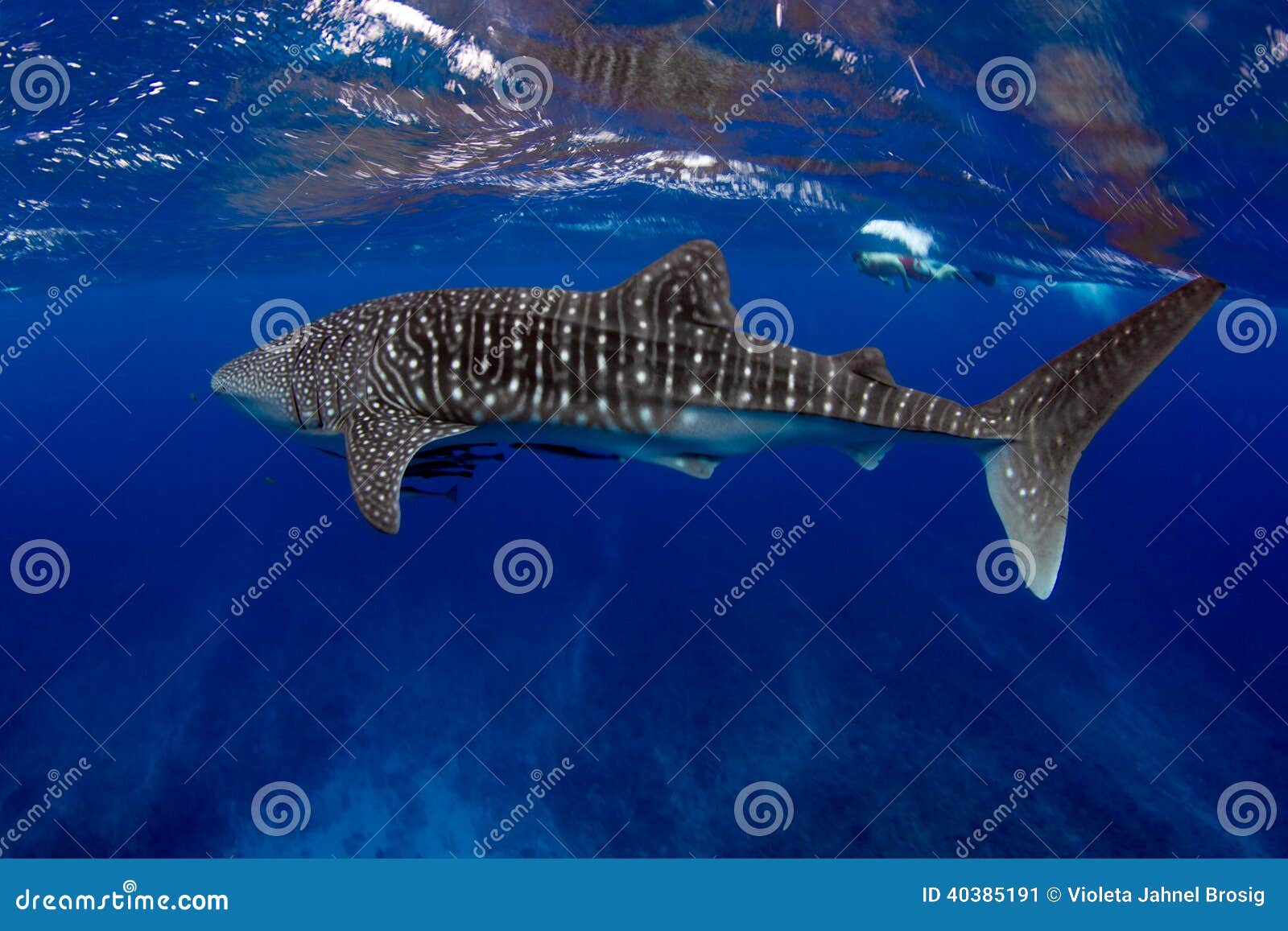 whale shark blue water