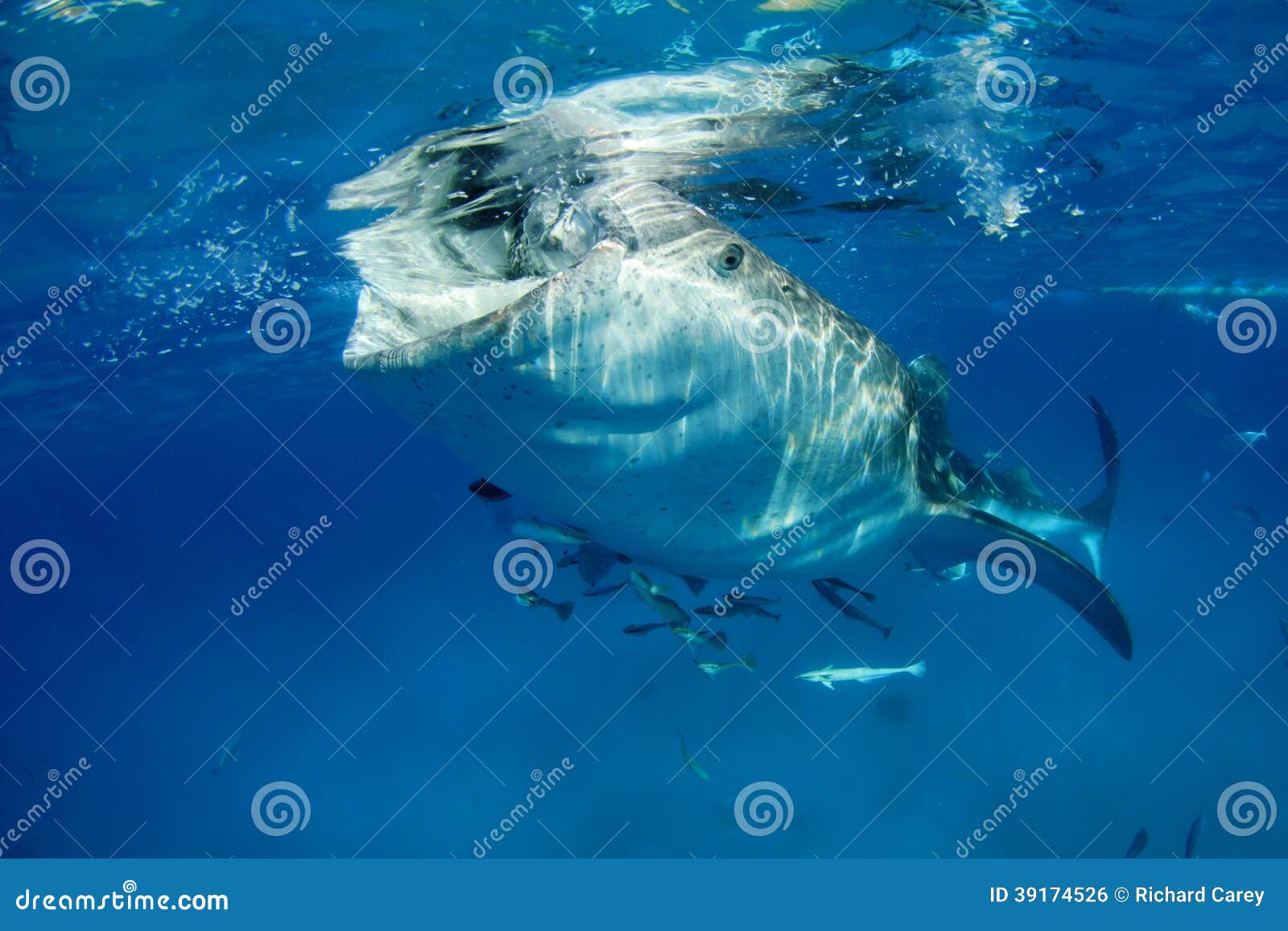 Whale Shark stock photo. Image of isla, fish, oslob, scuba - 39174526