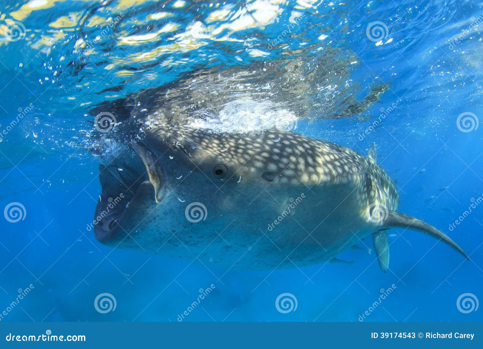 Whale Shark stock image. Image of ocean, fish, snorkeling - 39174543