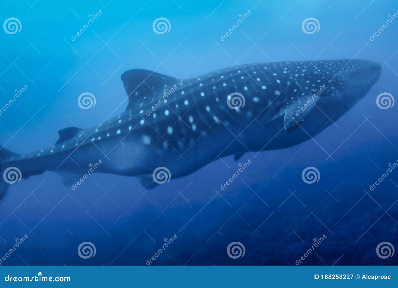 whale shark, galÃÂ¡pagos national park, ecuador