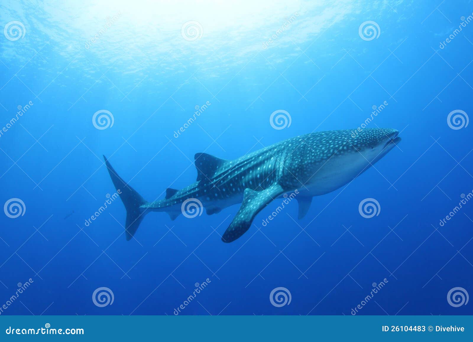 Whale Shark in the Red Sea stock image. Image of water - 26104483