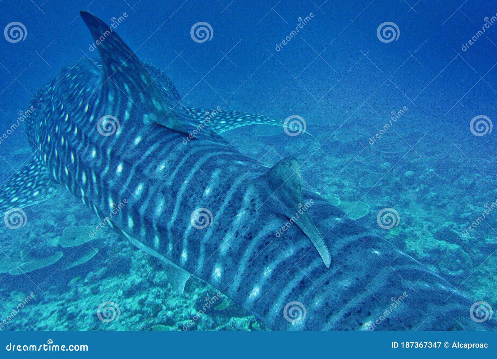 whale shark, rhincodon typus, south ari atoll, maldives