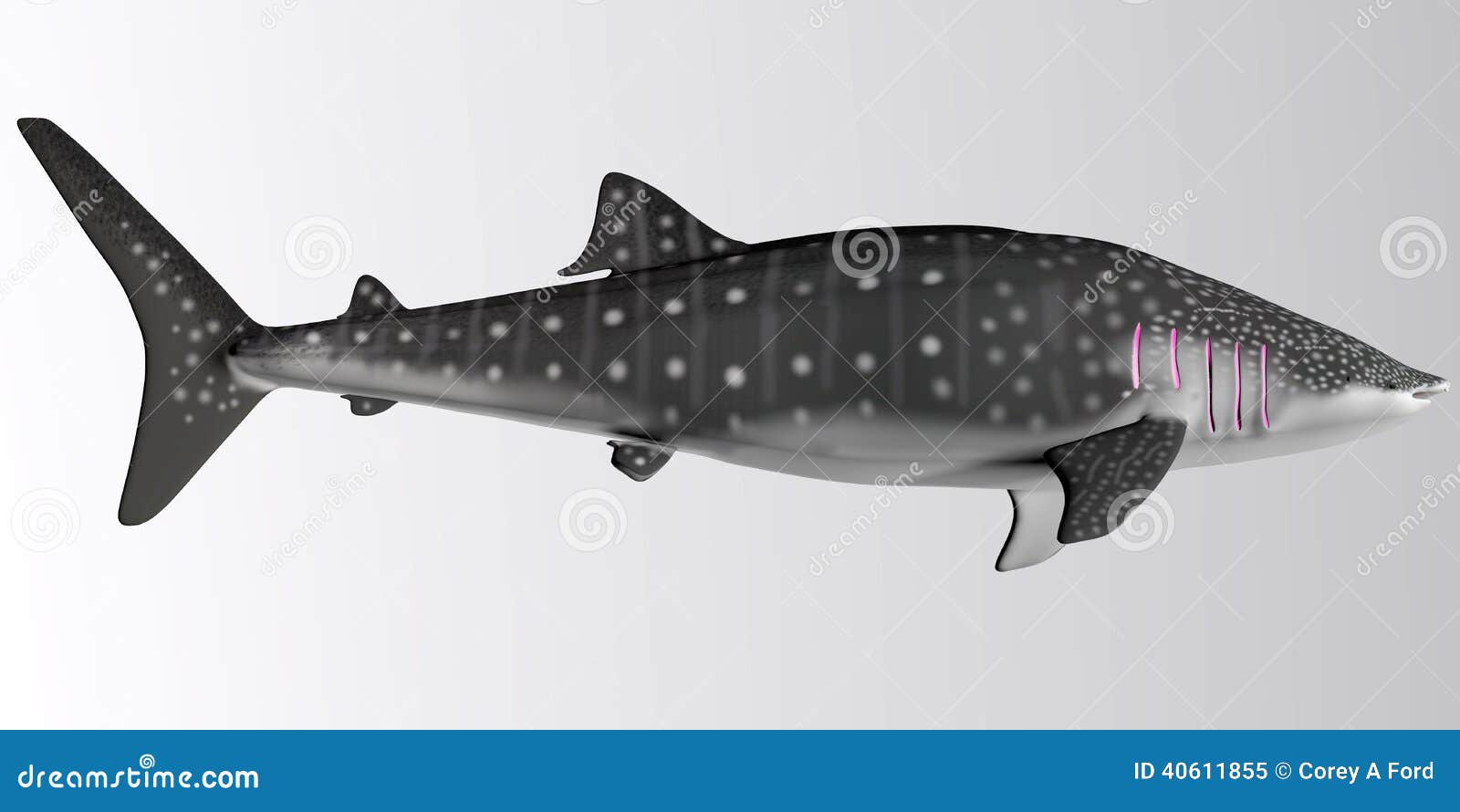 Whale Shark Side Profile stock image. Image of filter