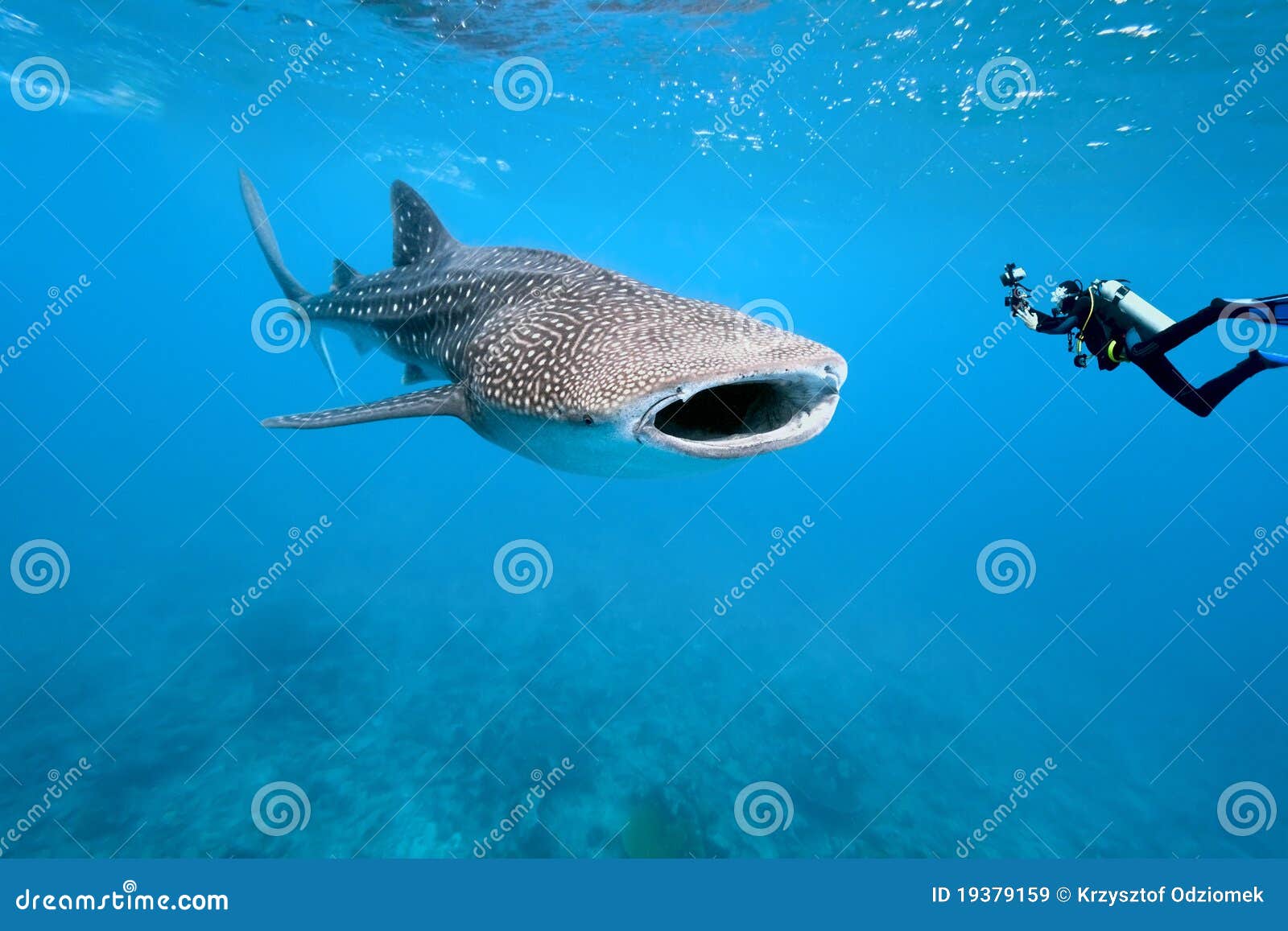 whale shark and underwater photographer