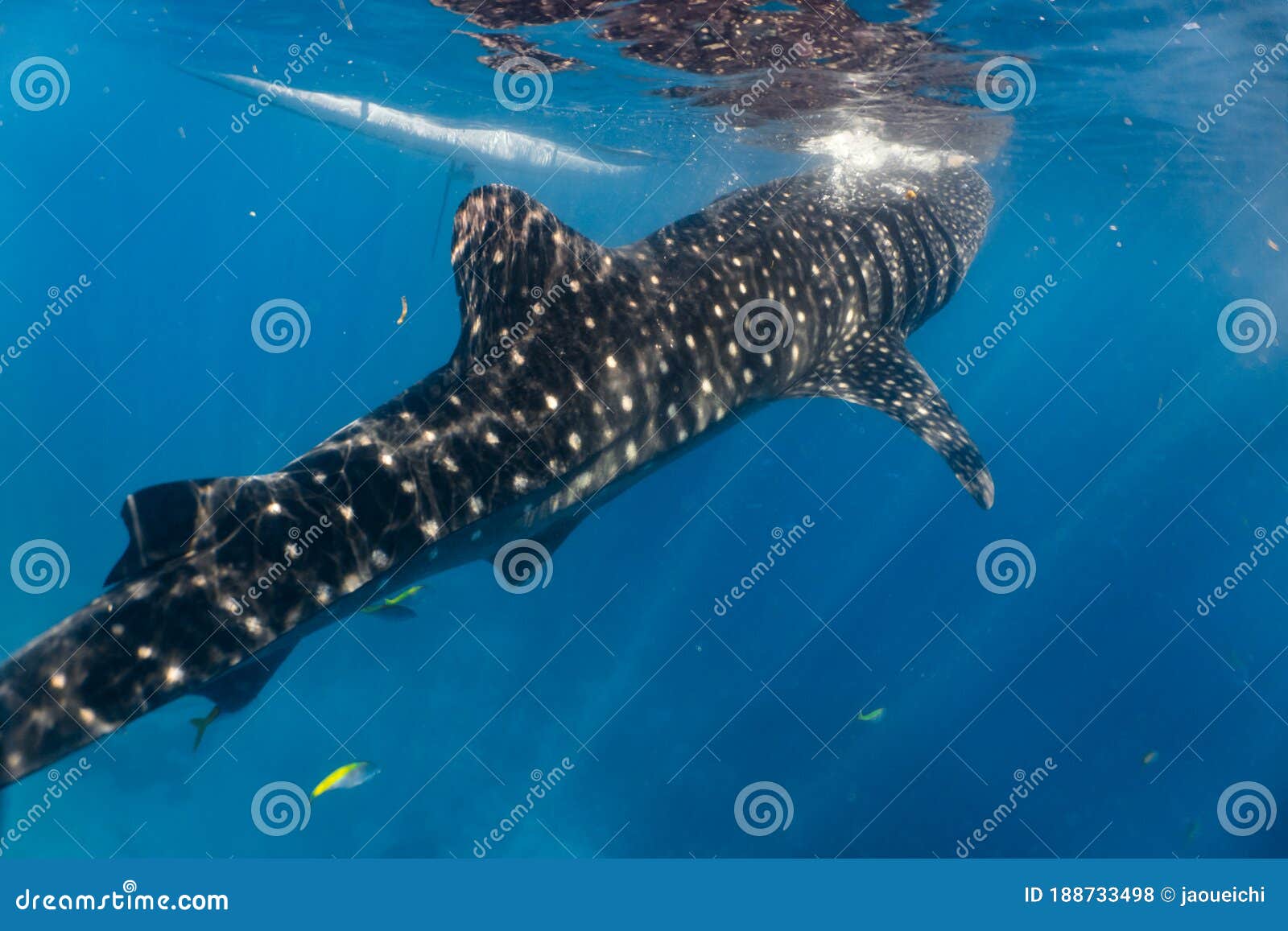 whale shark watching oslob