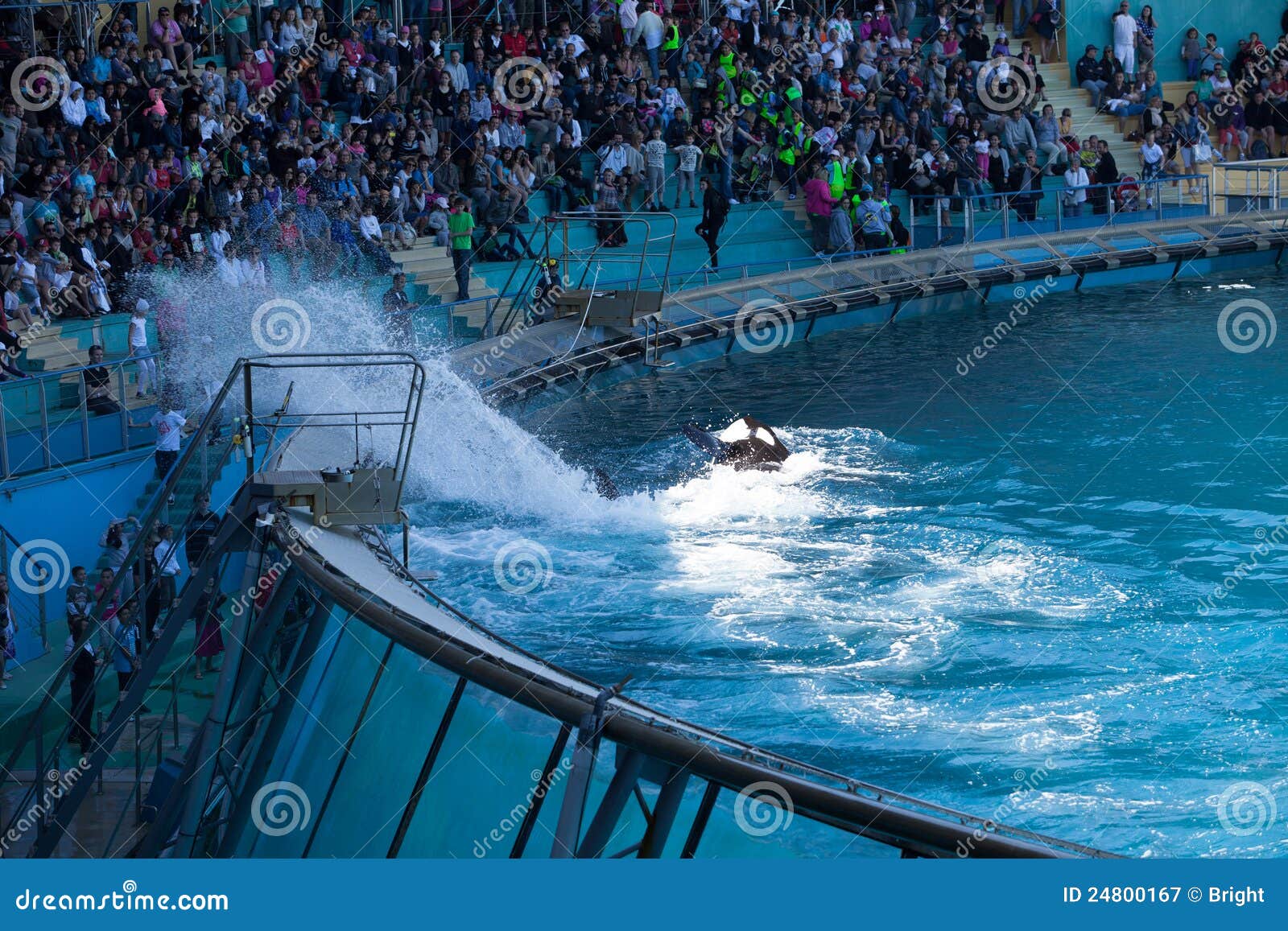 Whale Show editorial photography. Image of show, public - 24800167