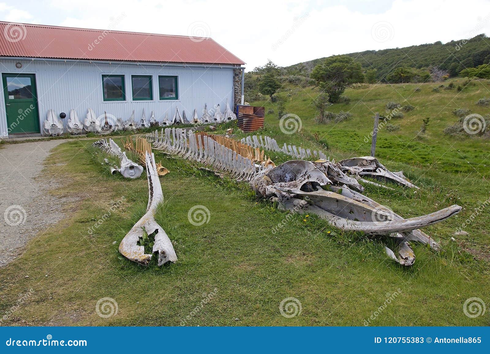 whale skeleton at museum at estancia harberton in tierra del fuego, patagonia, argentina