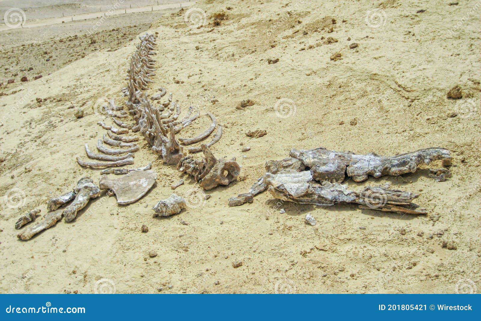 whale skeleton in wadi el hitan (valley of the whales), paleontological site in the faiyum (egypt)