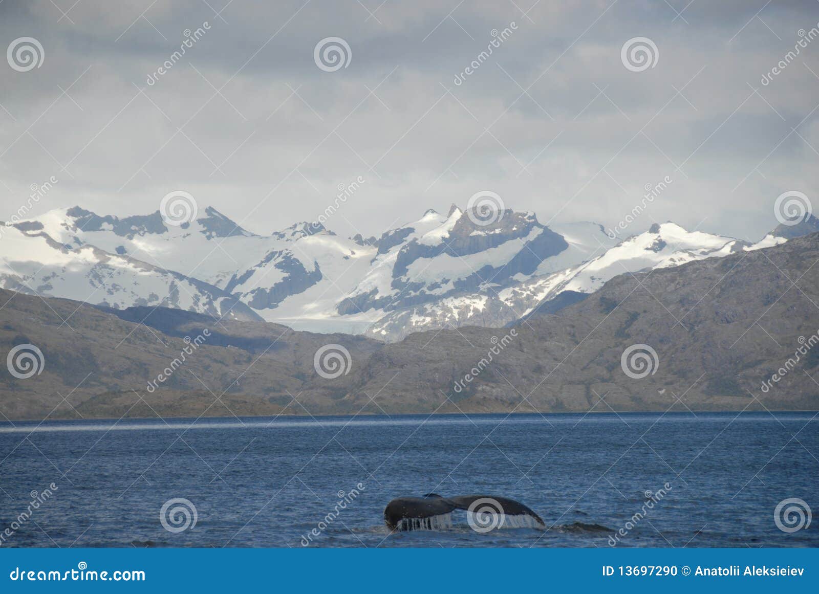 whale in strait of magellan