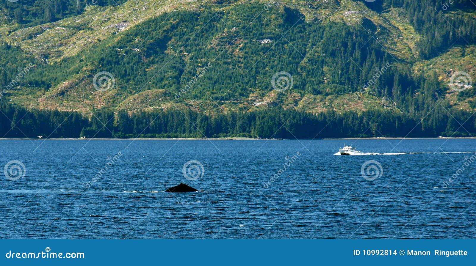 Whale Watching Alaska stock photo. Image of holiday, pacific - 10992814