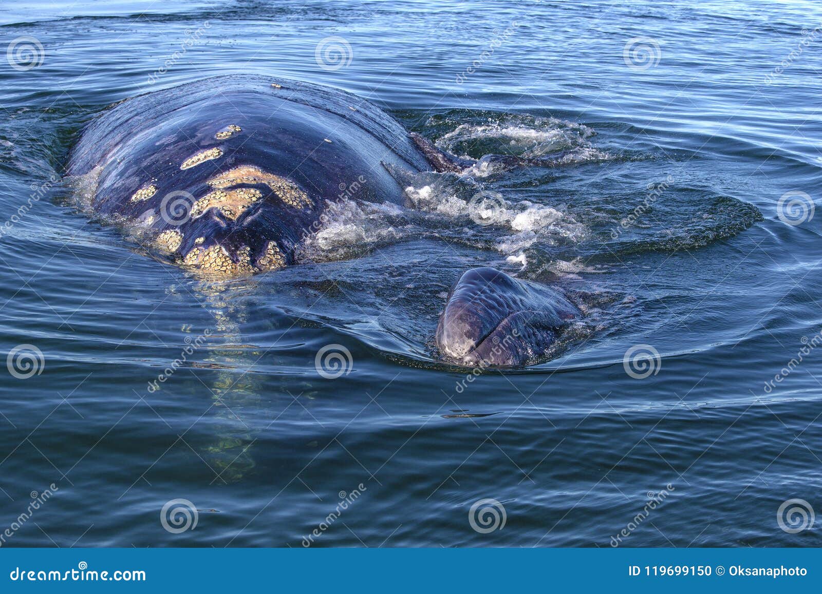 whale watching in baja