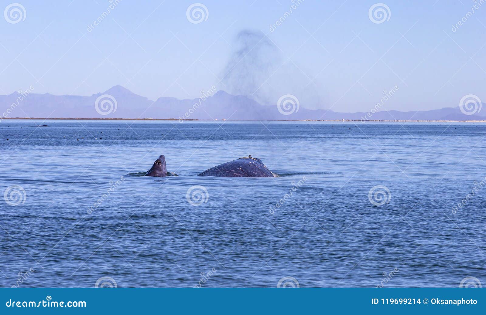 whale watching in baja