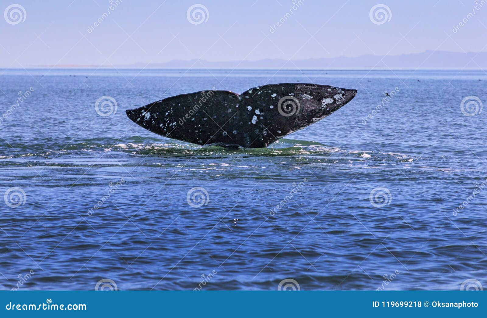 whale watching in baja