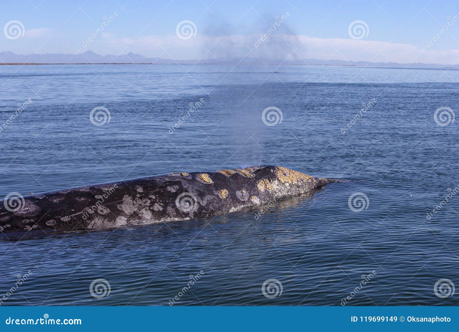 whale watching in baja