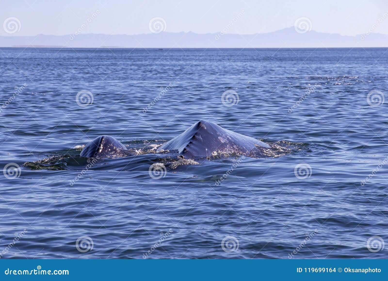 whale watching in baja