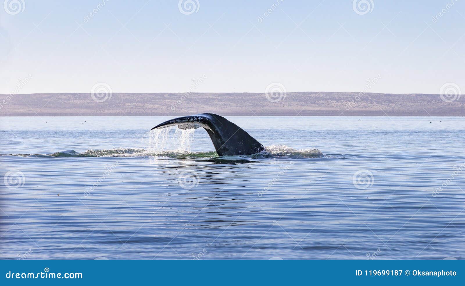 whale watching in baja