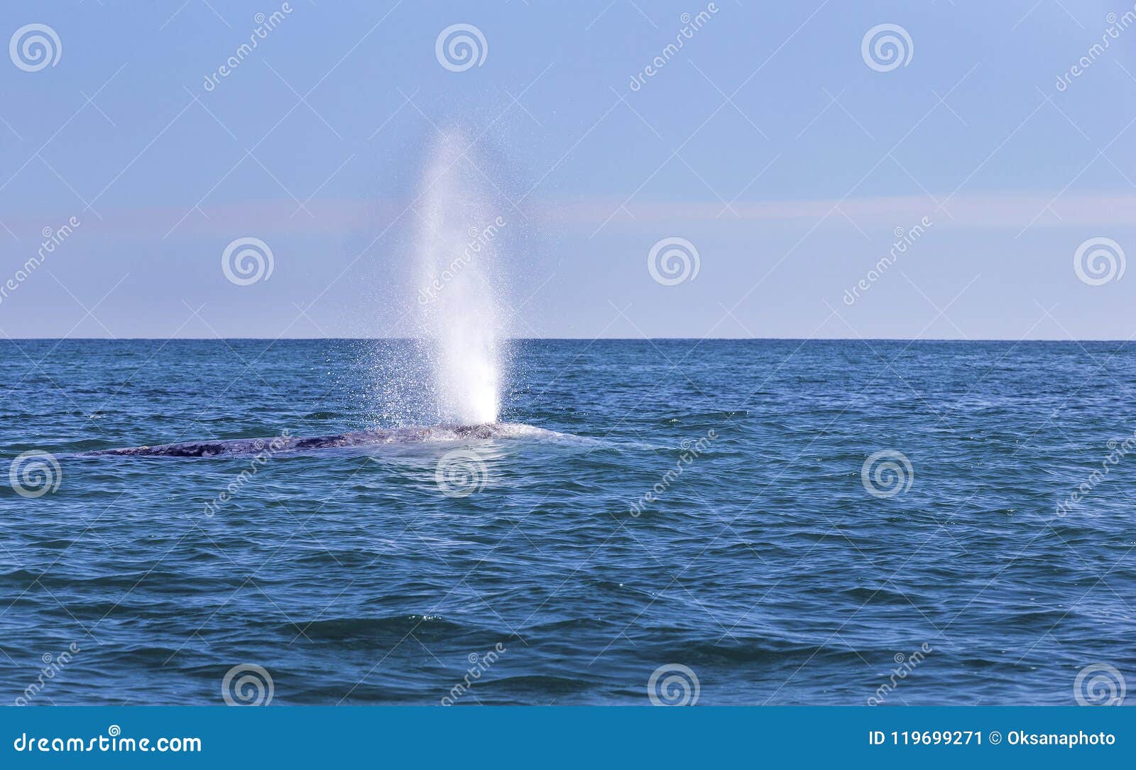 whale watching in baja