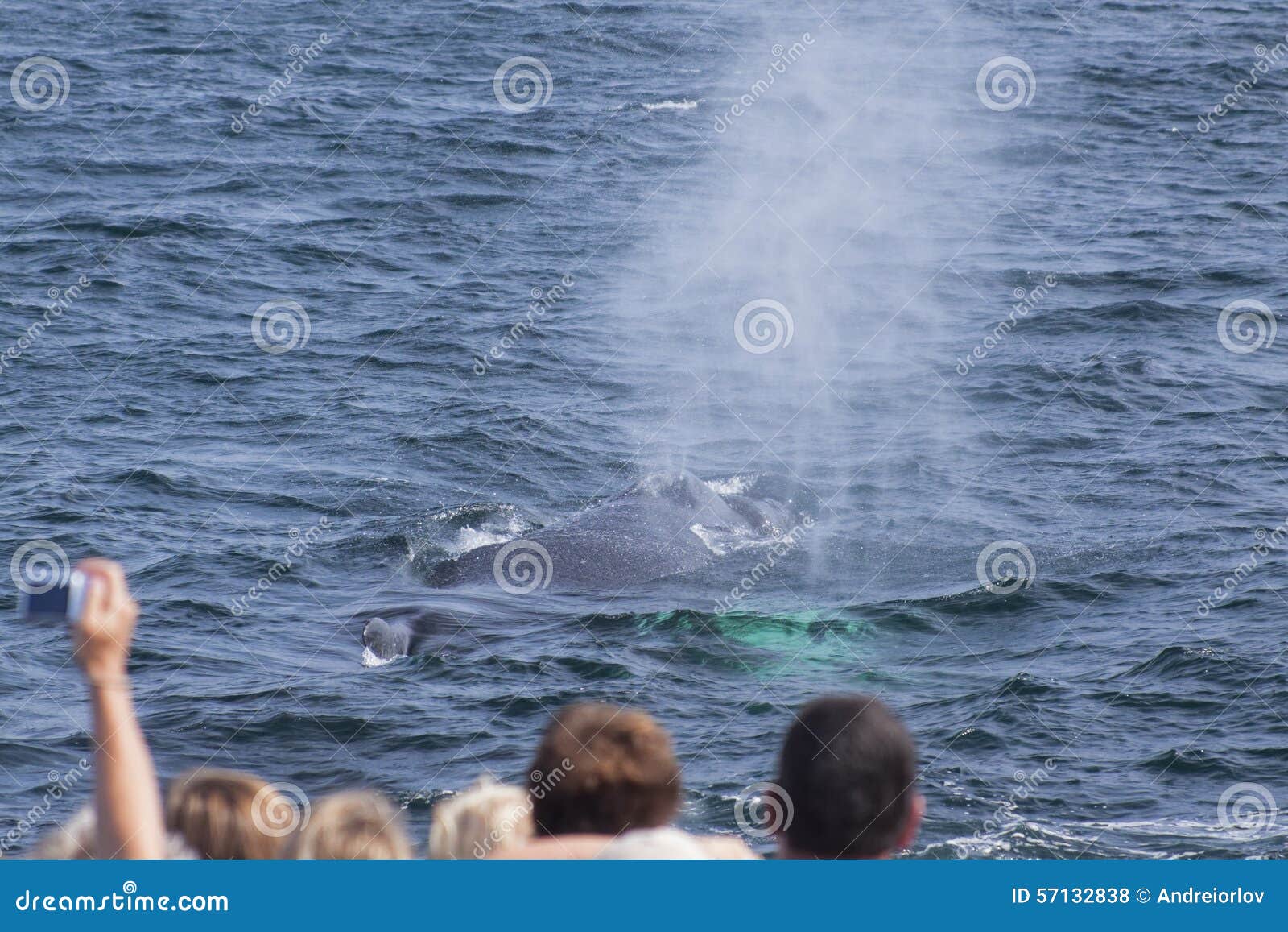 Whale watching. stock photo. Image of breaching, animal - 57132838