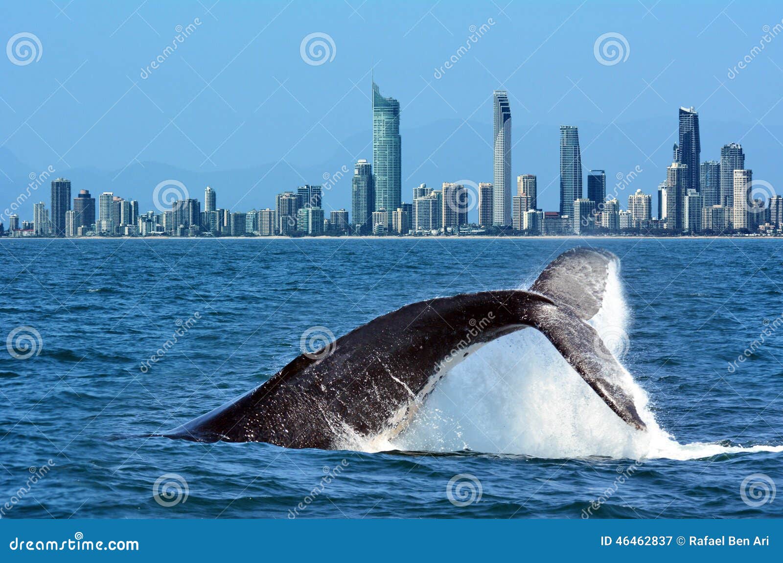 whale watching in gold coast australia