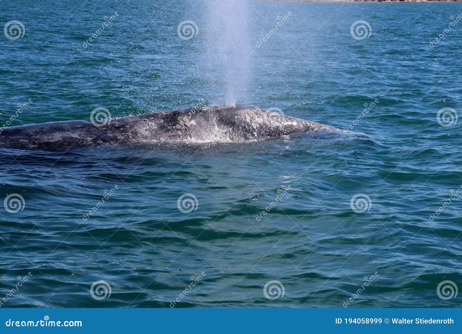 whale watching in mexico, baja california sur