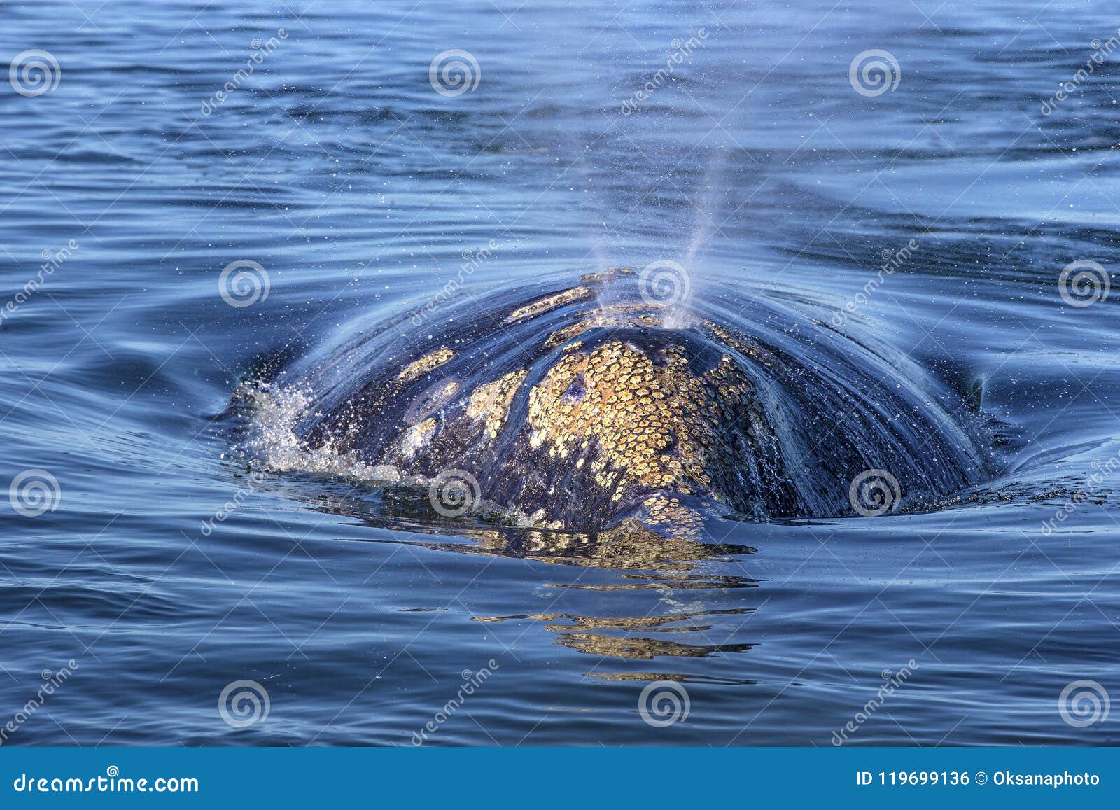 whale watching in baja