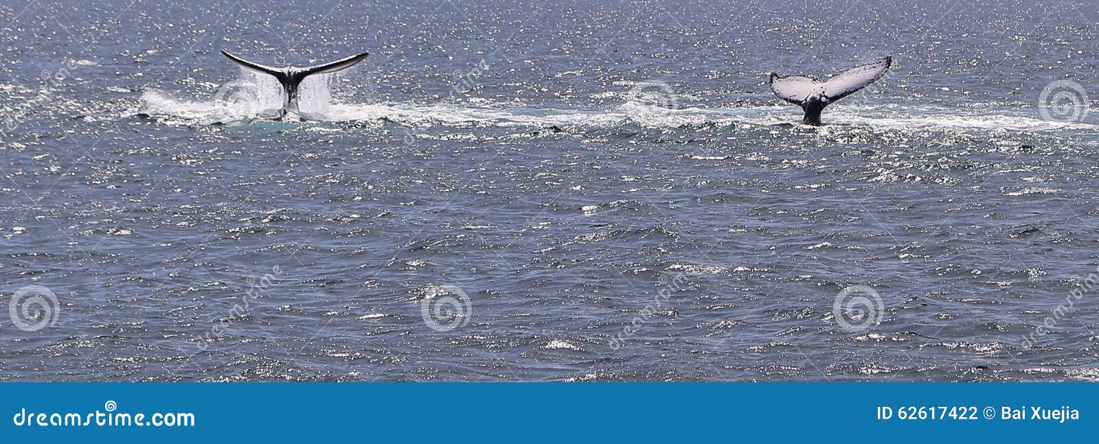 Whale Watching in Port Stephens,australia Stock Photo - Image of reef