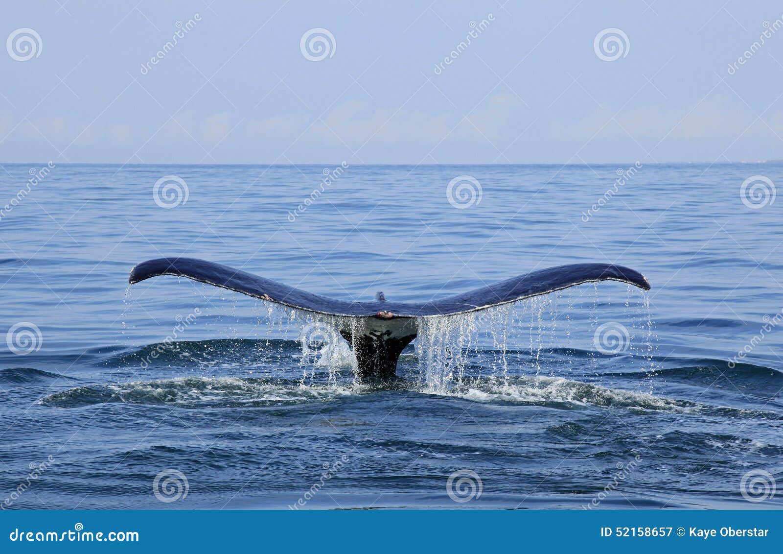 whale watching in puerto vallarta