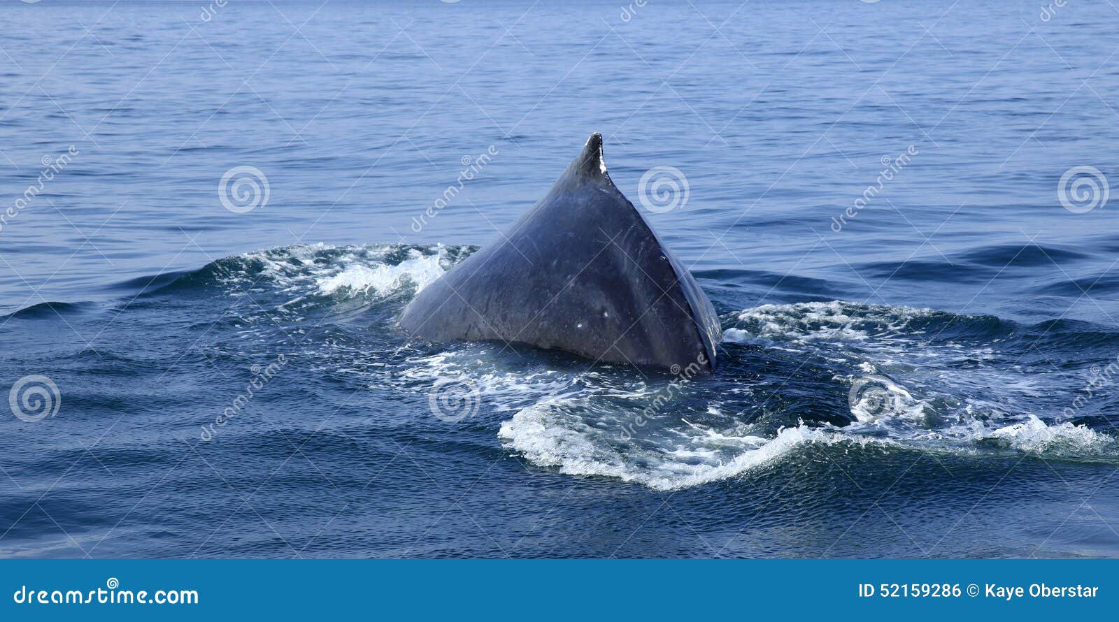 Whale Watching In Puerto Vallarta Stock Photo - Image of bahia, baleen