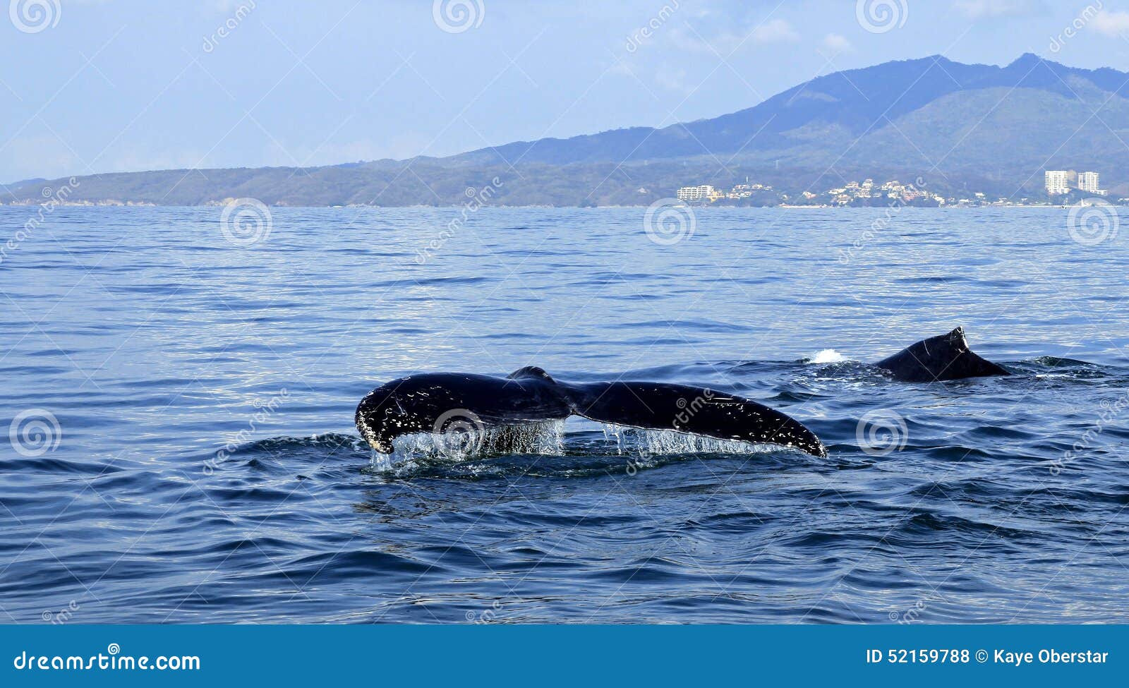 Whale Watching in Puerto Vallarta Stock Photo - Image of acrobatic