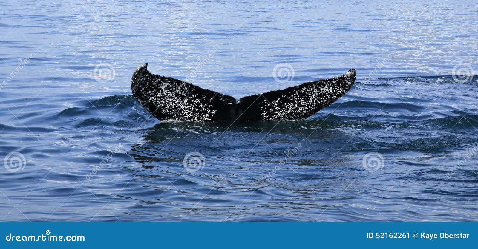 Whale Watching In Puerto Vallarta Stock Image - Image of megaptera