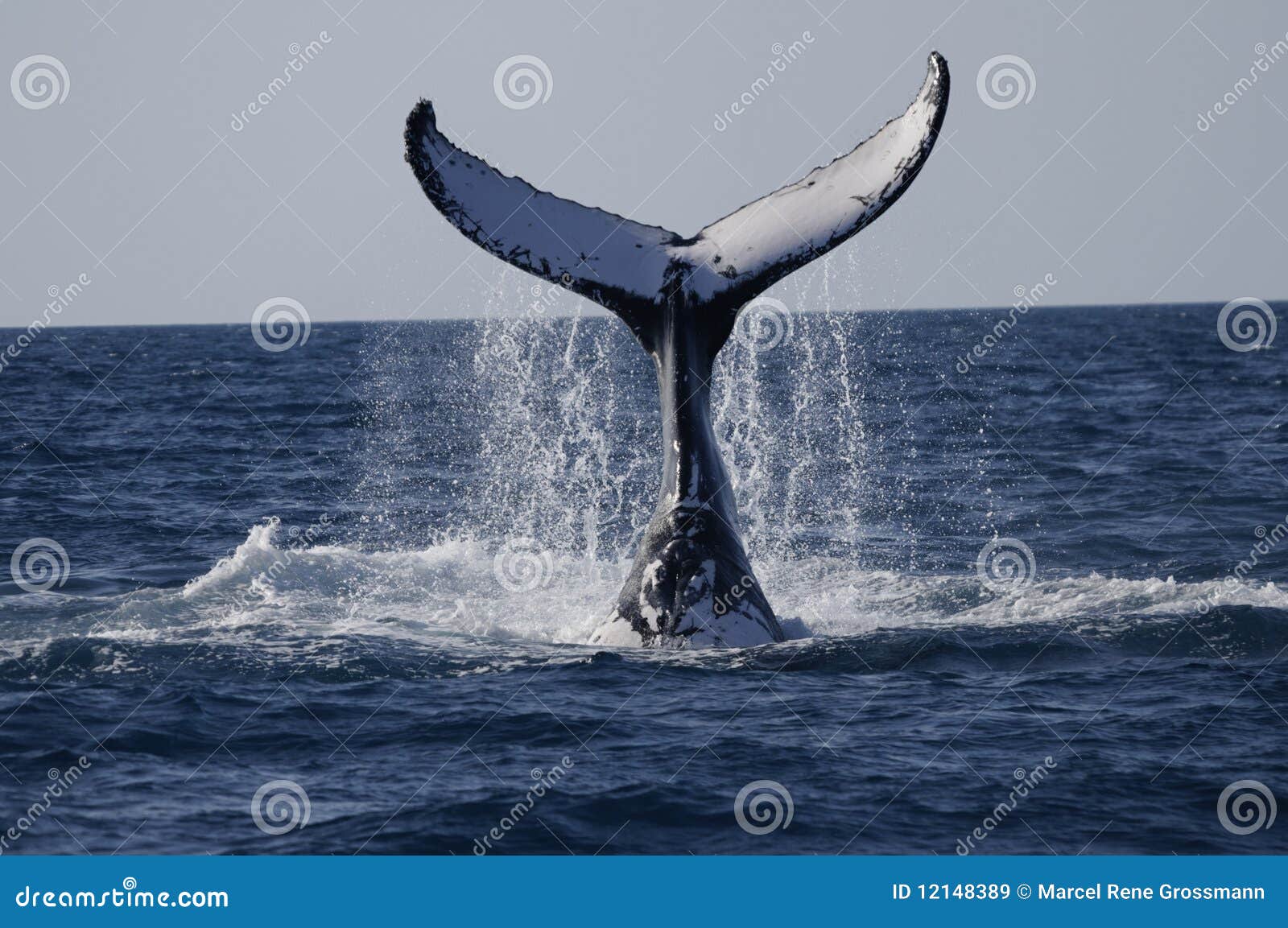 Whale watching Queensland stock image. Image of nature - 12148389