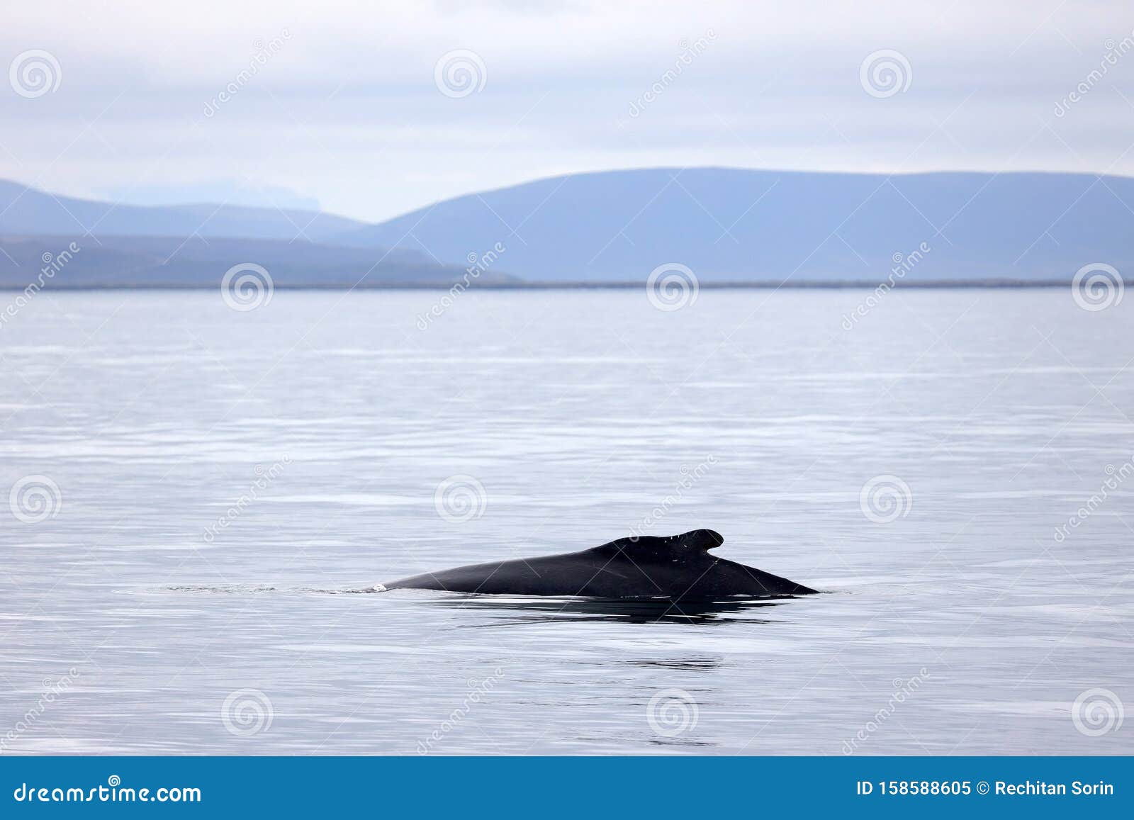 whale watching in skjalfandi bay.