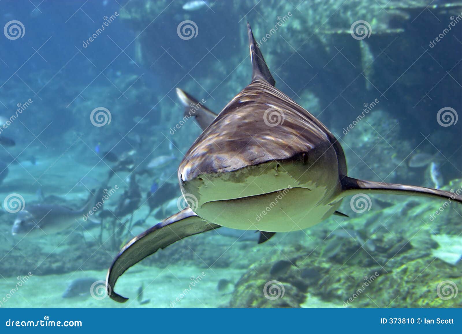 whaler-shark