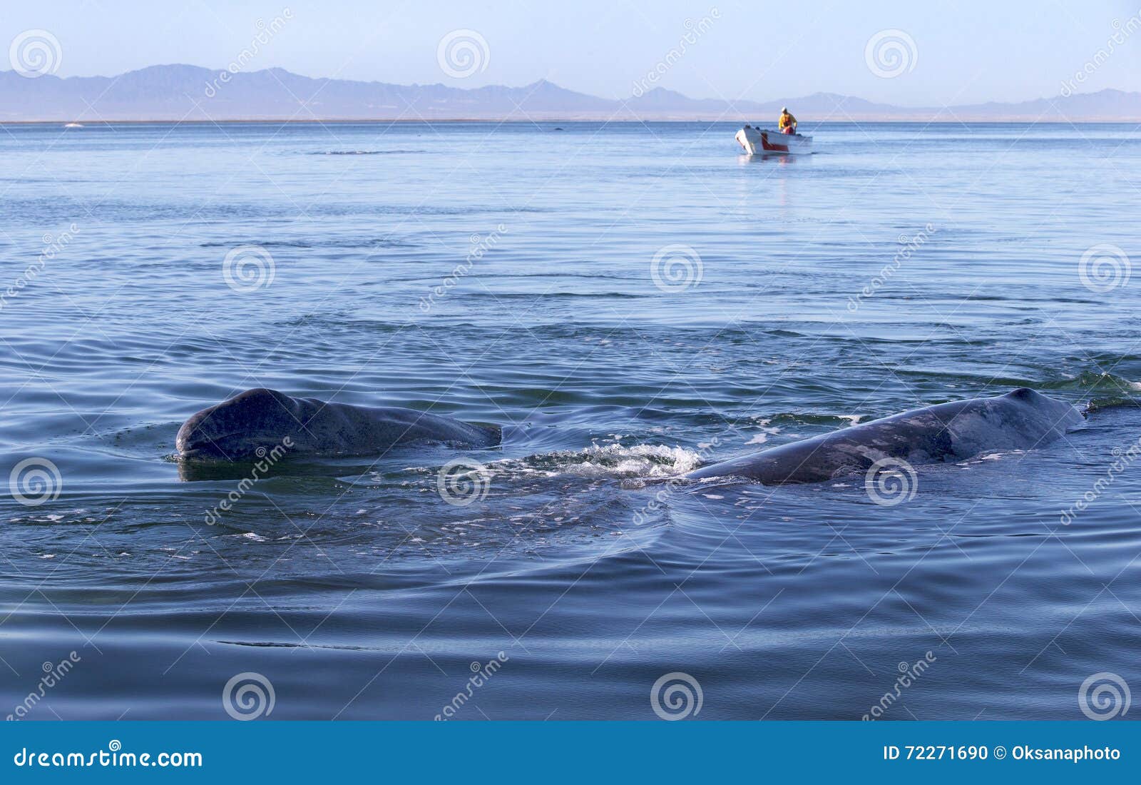 whales in baja, mexico