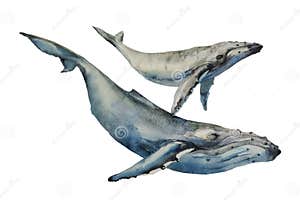Graphic Humpback Whales Cartoon Vector CartoonDealer 71114455