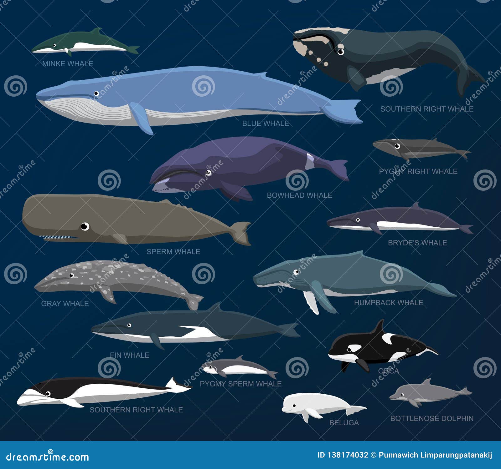Dolphin Size Stock Illustrations – 109 Dolphin Size Stock Illustrations ...