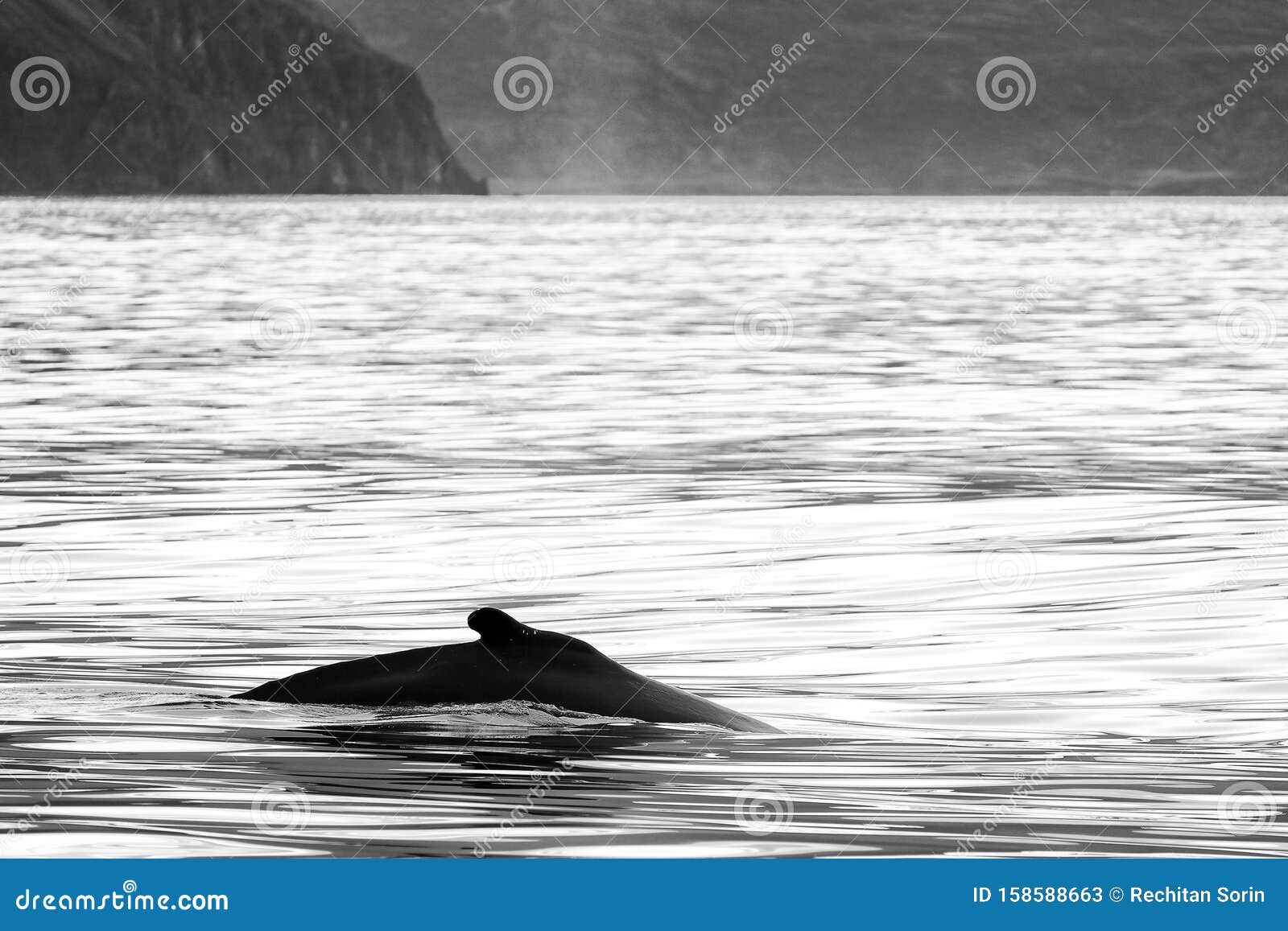 whale watching in skjalfandi bay.